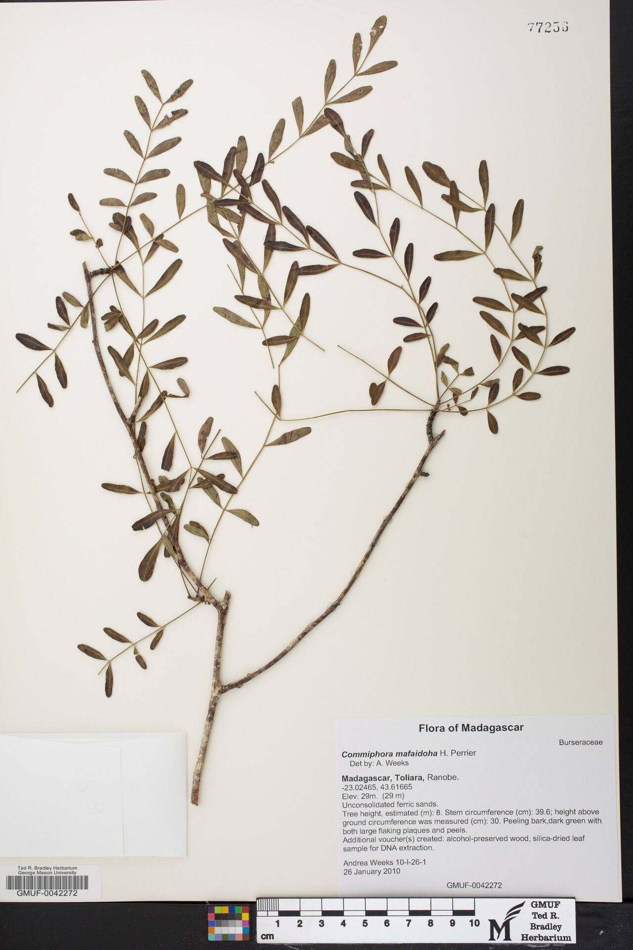 Commiphora mafaidoha — search result for 'Commiphora'