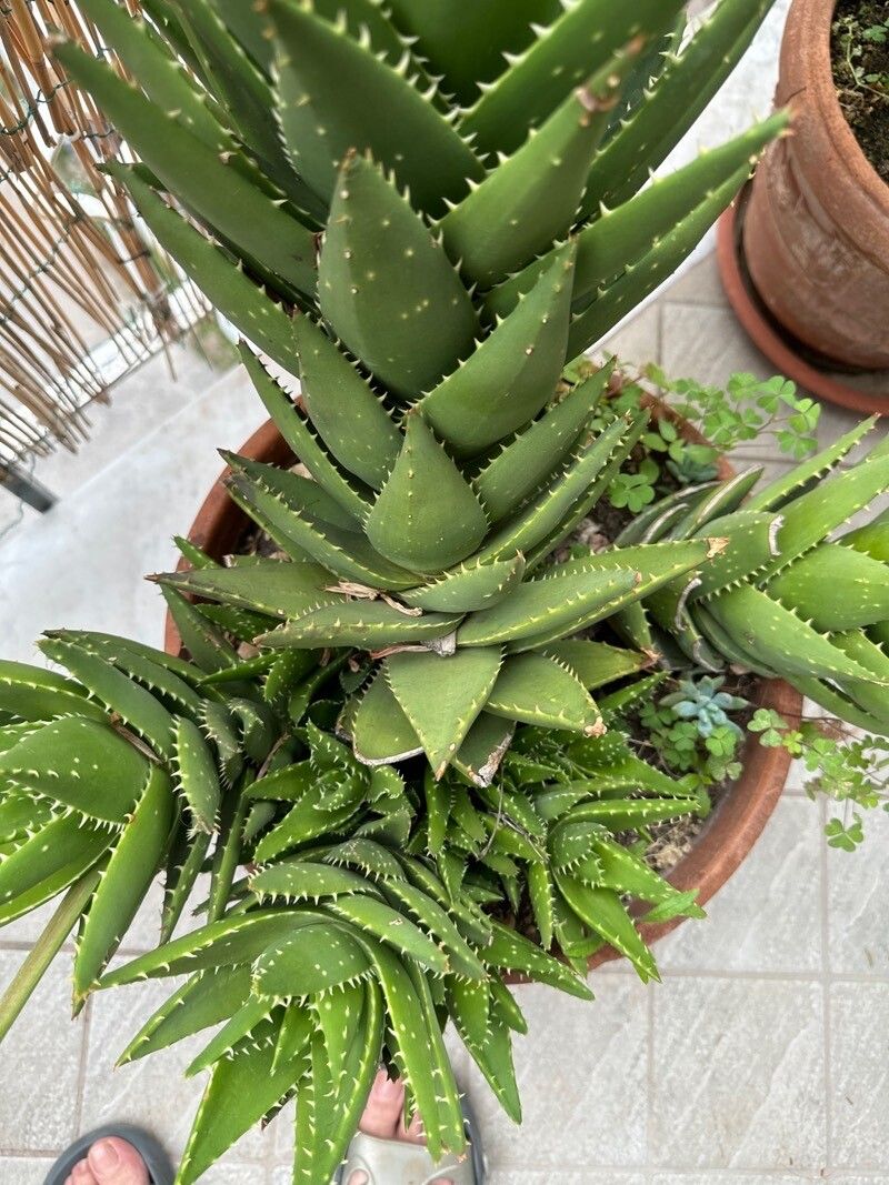 Aloe × nobilis — search result for 'Aloe'