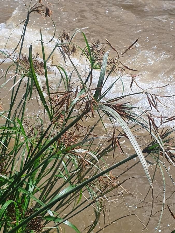 Cyperus schimperianus — houseplant care guide