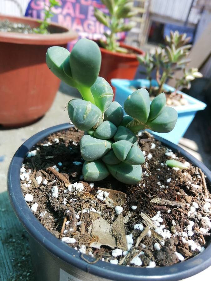 Delosperma lehmannii fruit