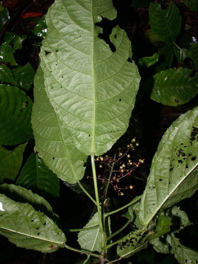 Acalypha costaricensis leaf