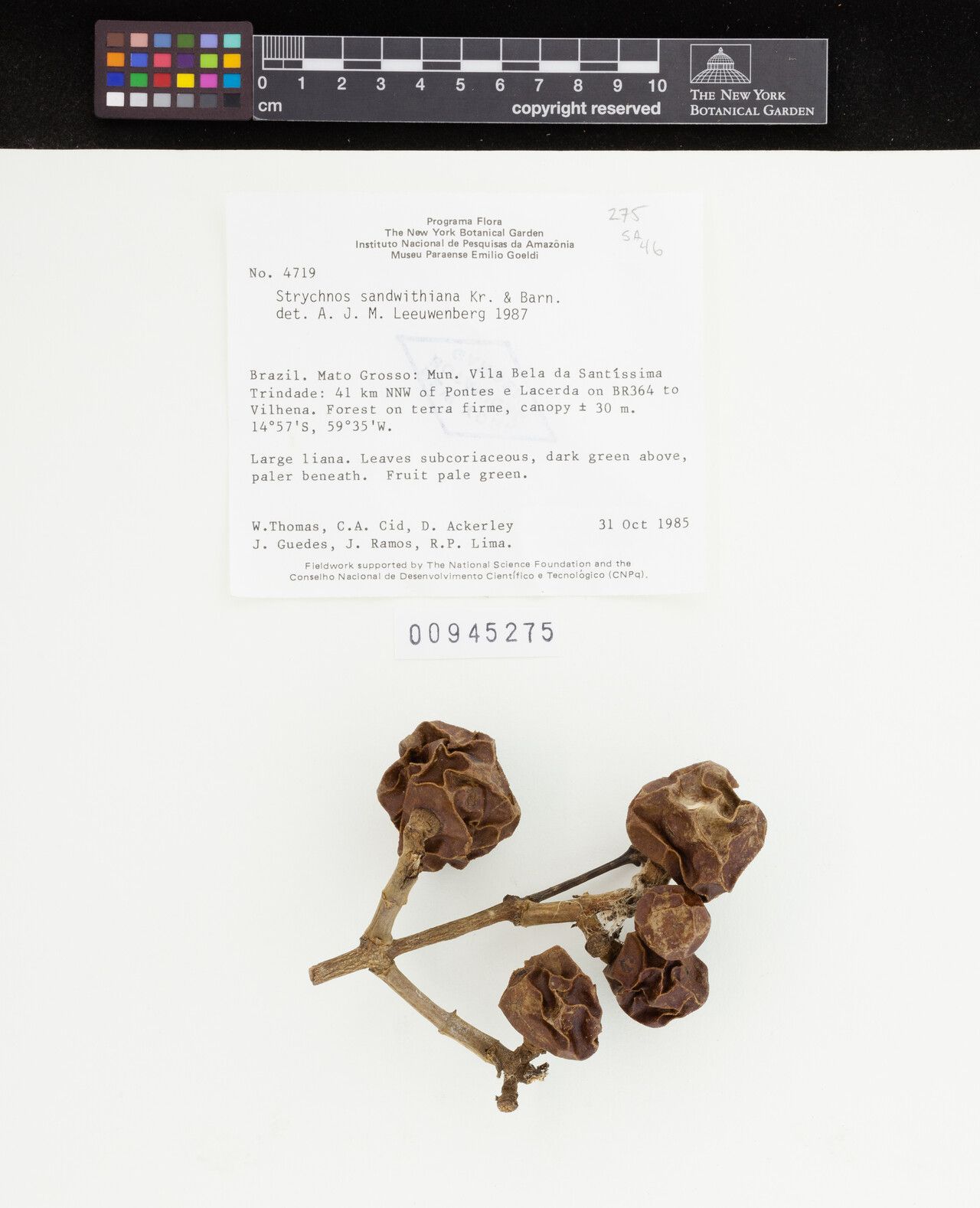 Strychnos sandwithiana fruit