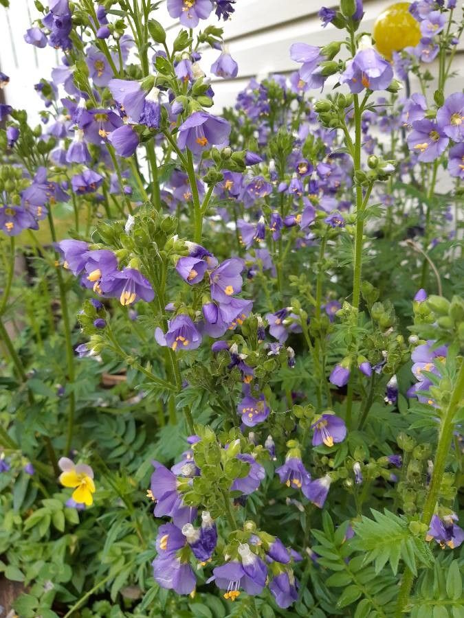 Polemonium viscosum flower