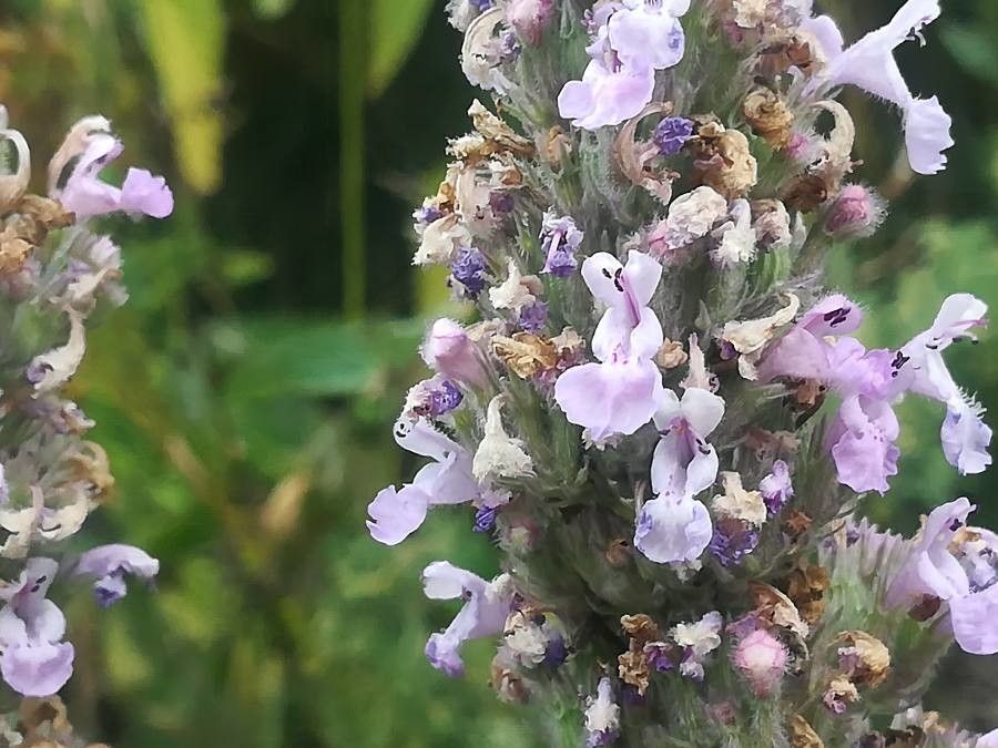 Nepeta latifolia flower