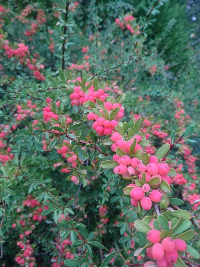 Berberis aggregata fruit