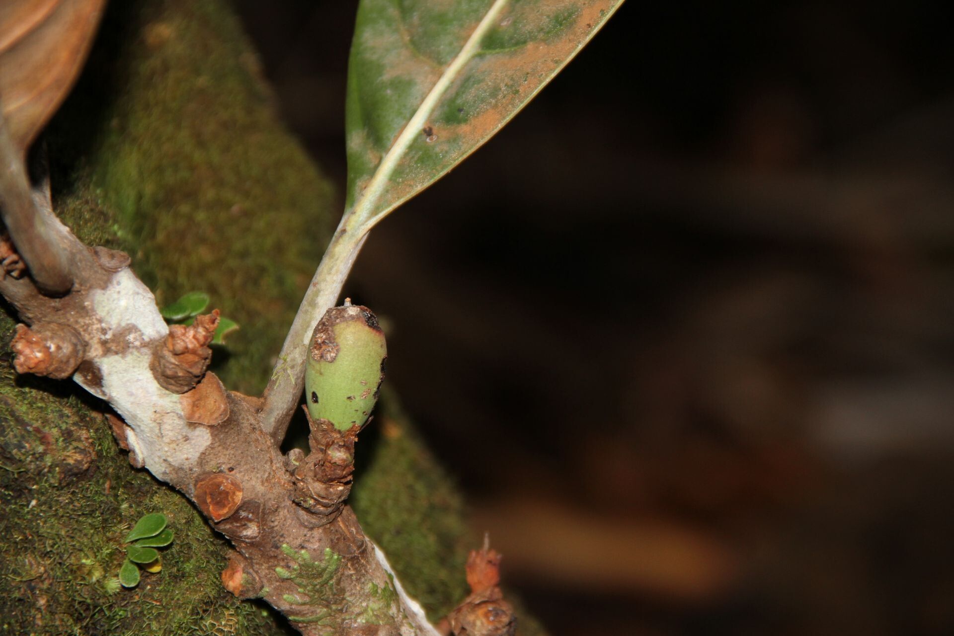 Pycnandra fastuosa fruit