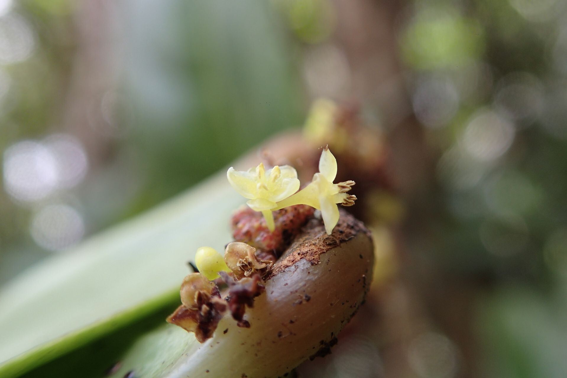 Phyllanthus carlottae flower