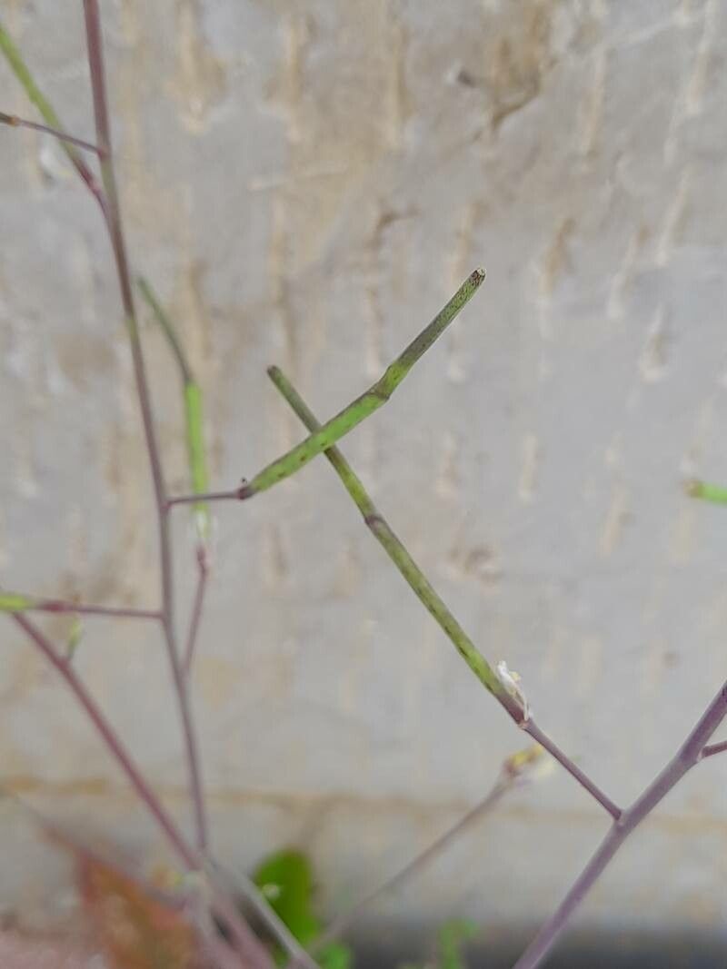 Coincya tournefortii fruit