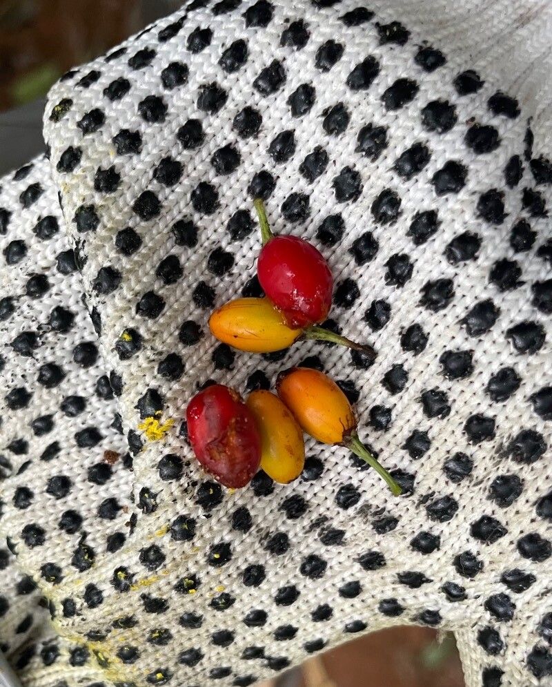 Erythroxylum pulchrum — houseplant care guide