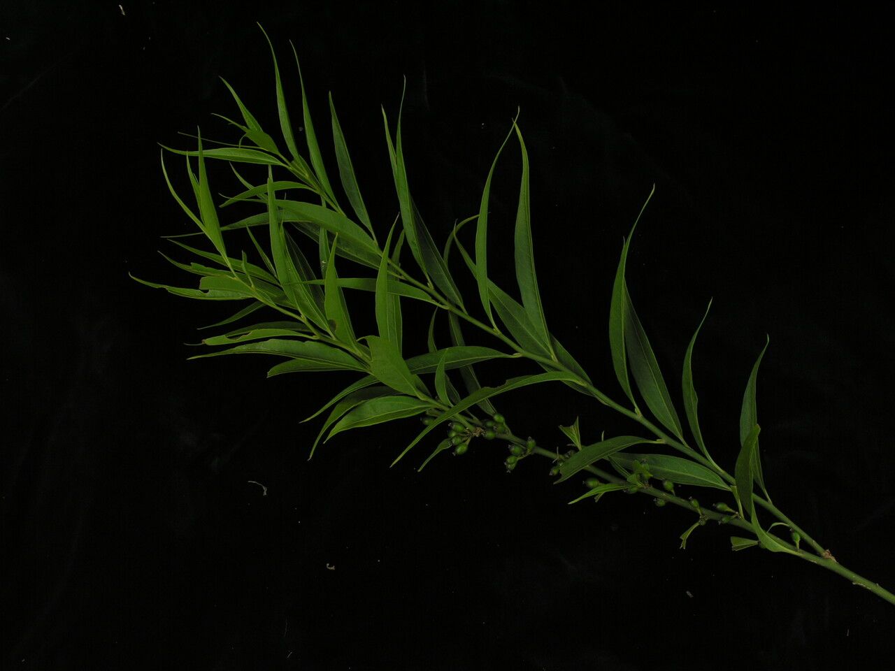 Sarcococca wallichii habit