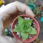 Haworthia cymbiformis