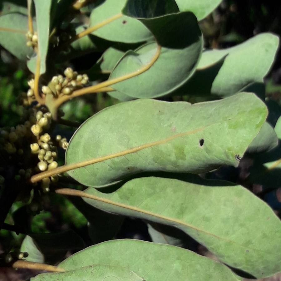 Litsea deplanchei — search result for 'Litsea'