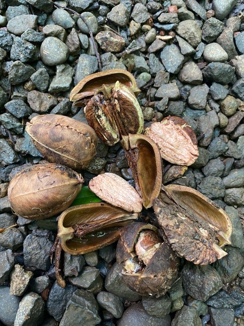 Croton megistocarpus fruit