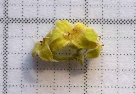 Alchemilla pallens flower