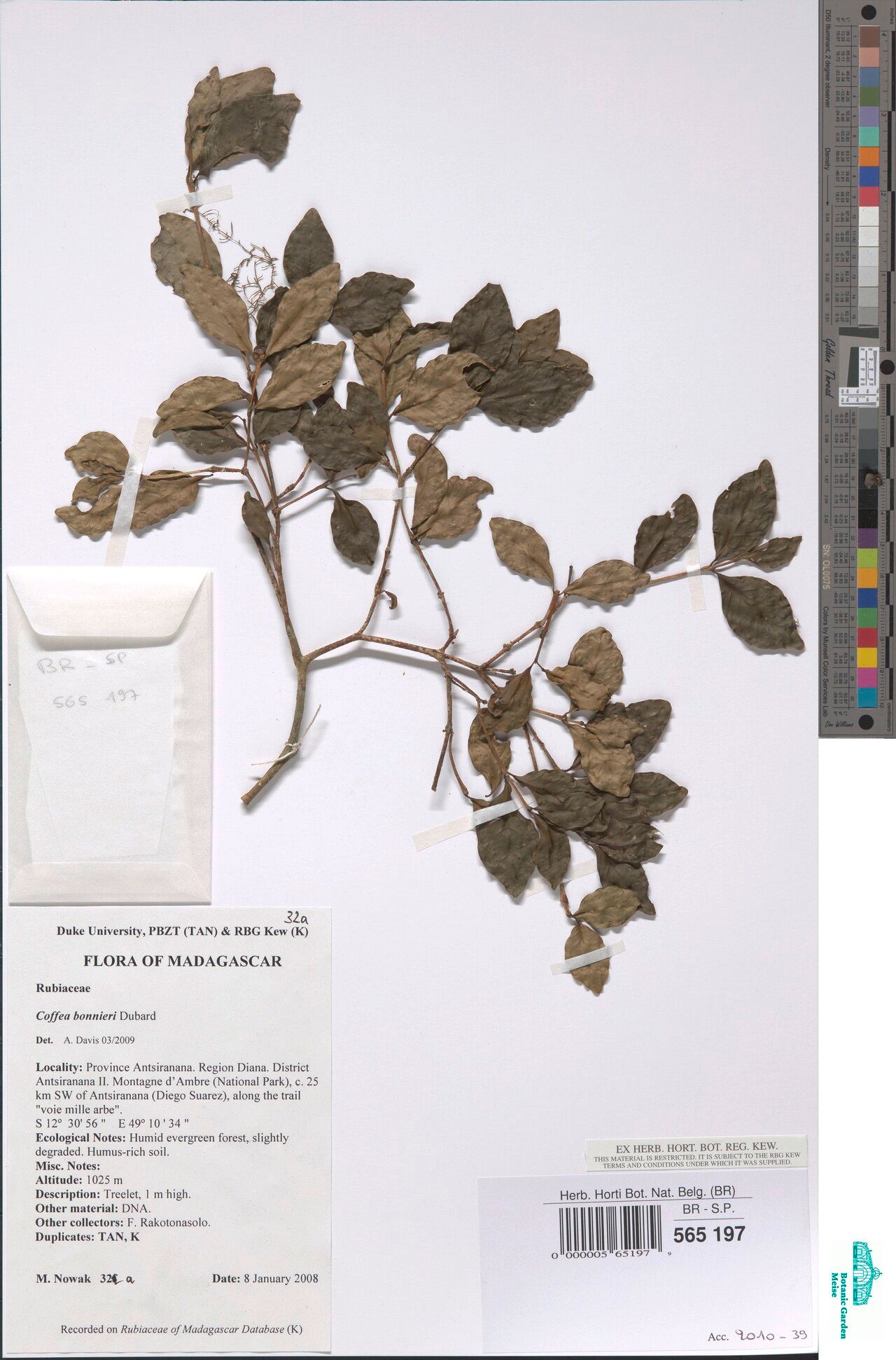 Coffea bonnieri — houseplant care guide