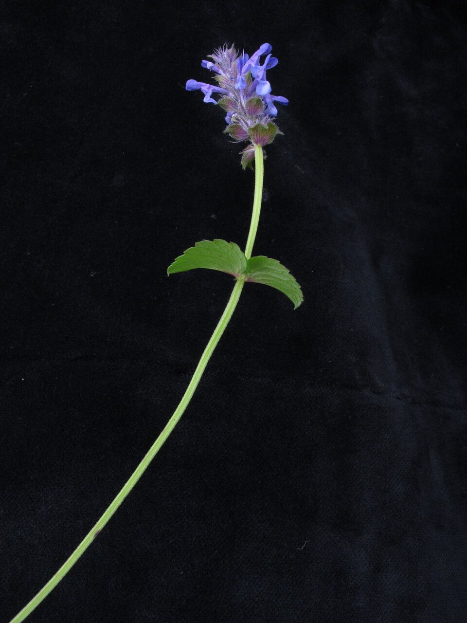 Nepeta coerulescens — houseplant care guide