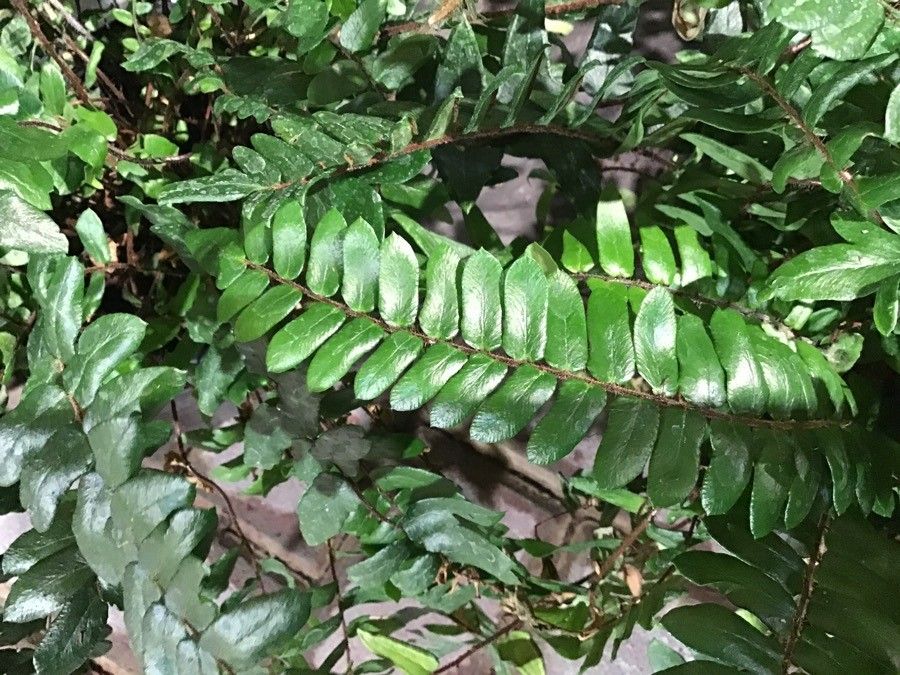 Pteris falcata — search result for 'Pteris'