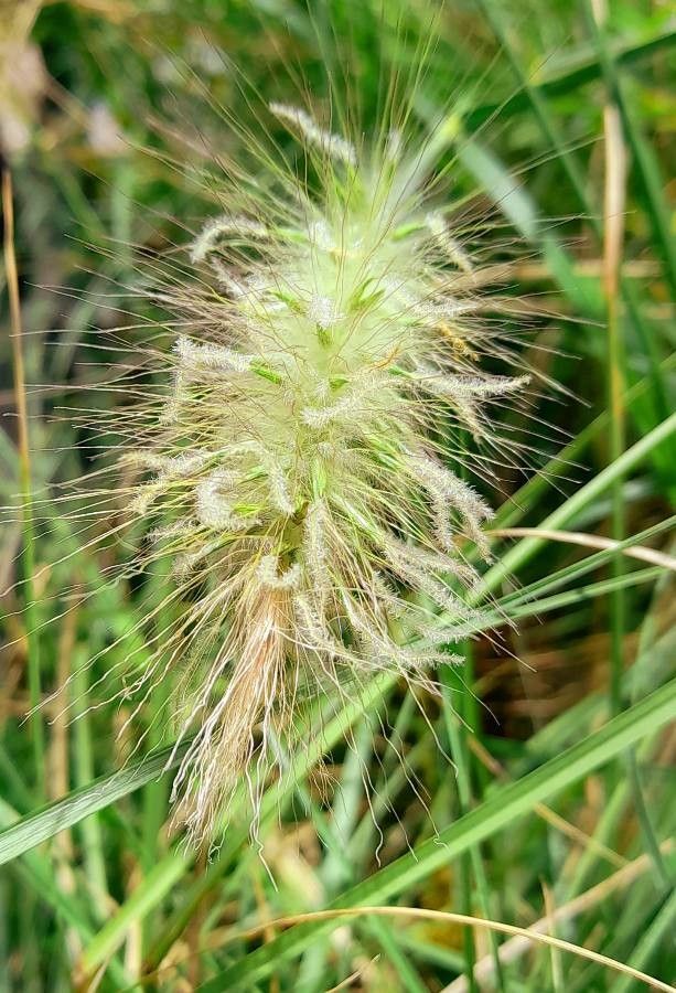 Pennisetum villosum flower