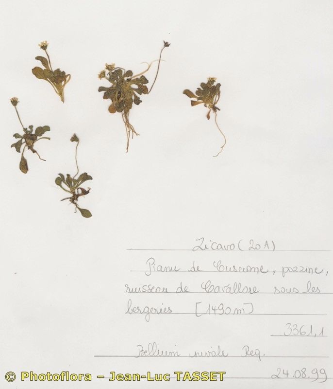 Bellium nivale habit