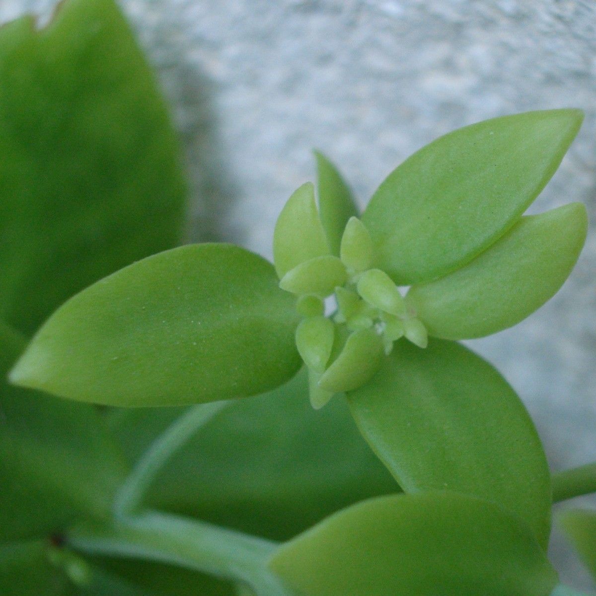 Hylotelephium argutum flower