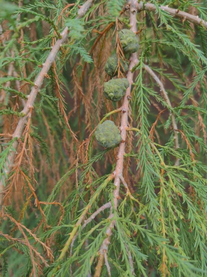 Taxodium mucronatum fruit