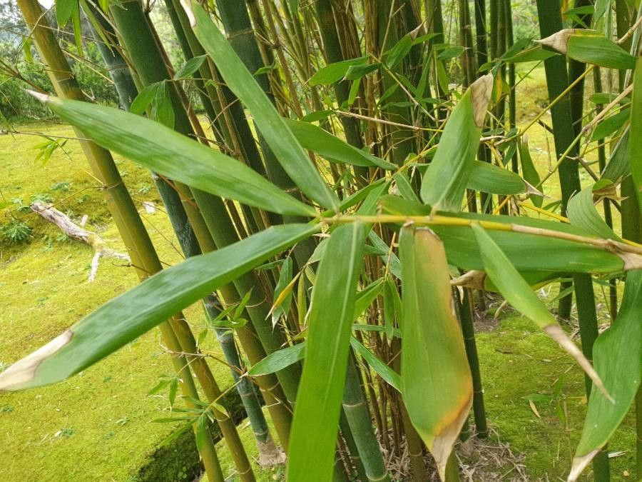 Bambusa oldhamii leaf