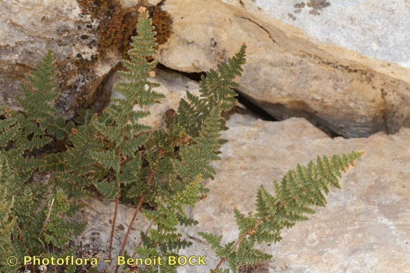 Allosorus persicus habit