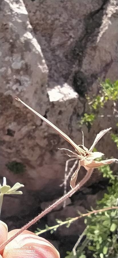 Geranium palmatipartitum fruit