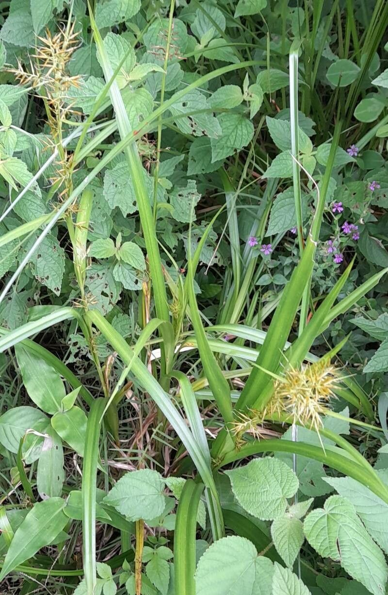 Rhynchospora hieronymi habit