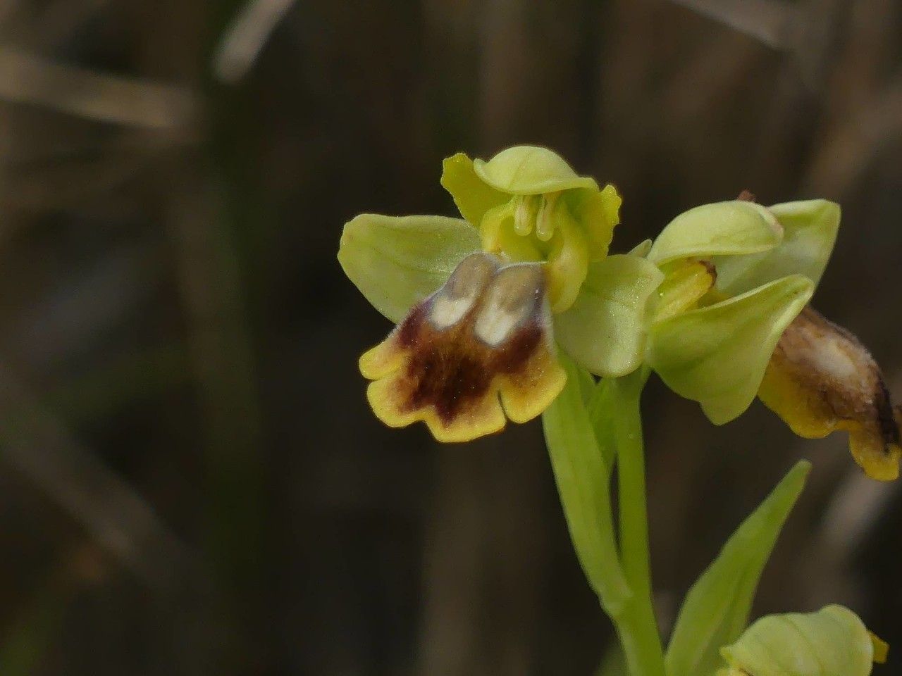 Ophrys lupercalis x Ophrys lutea — search result for 'Ophrys'