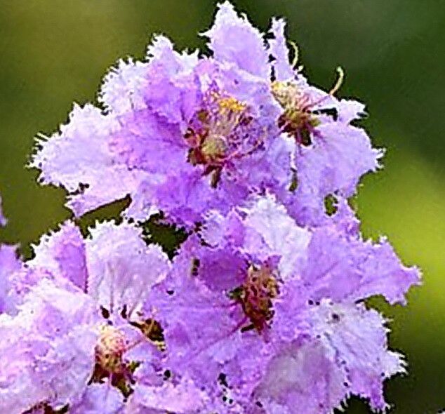 Lagerstroemia loudonii