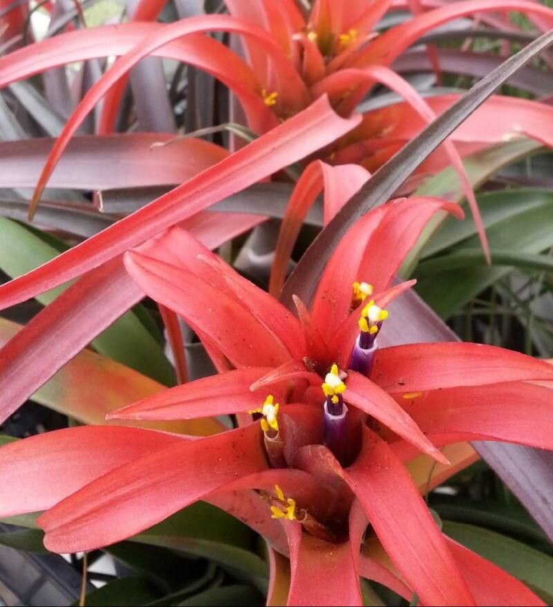 Tillandsia lautneri — houseplant care guide