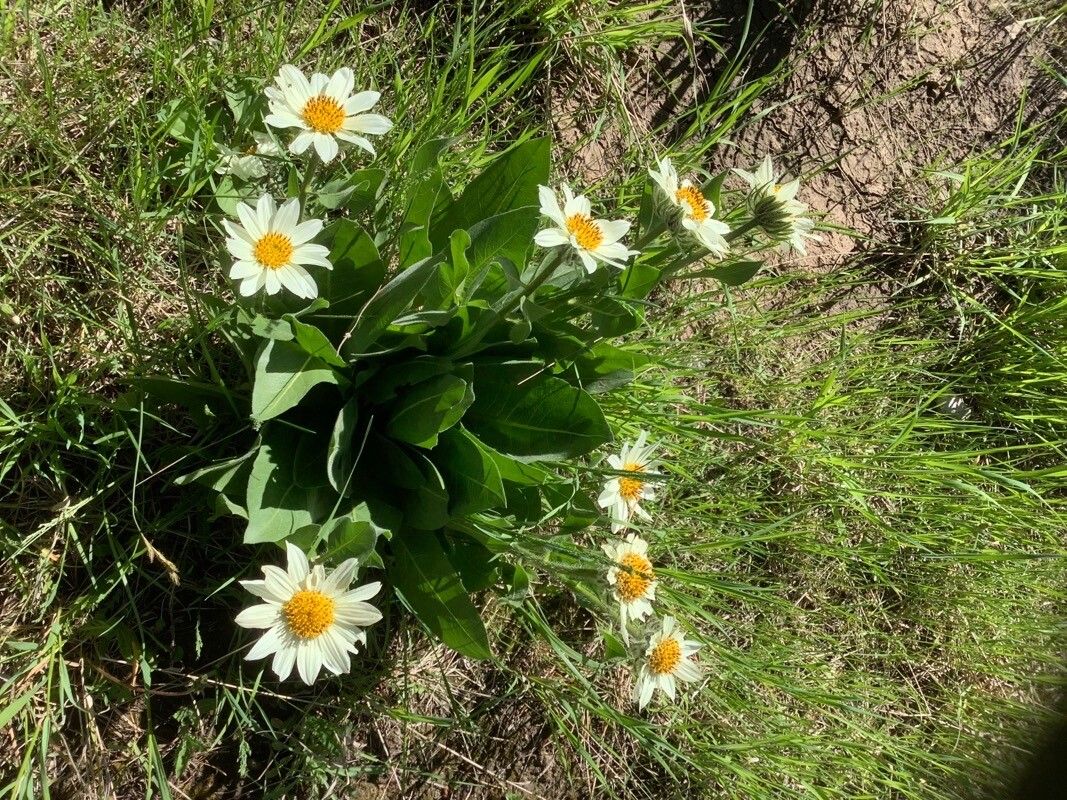 Wyethia helianthoides flower