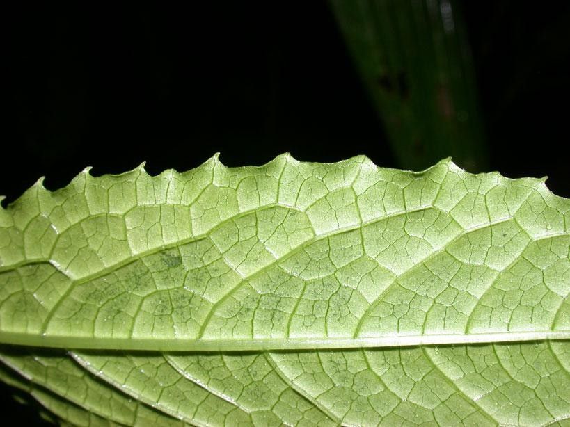 Cyclanthera multifoliola — related species from the same genus
