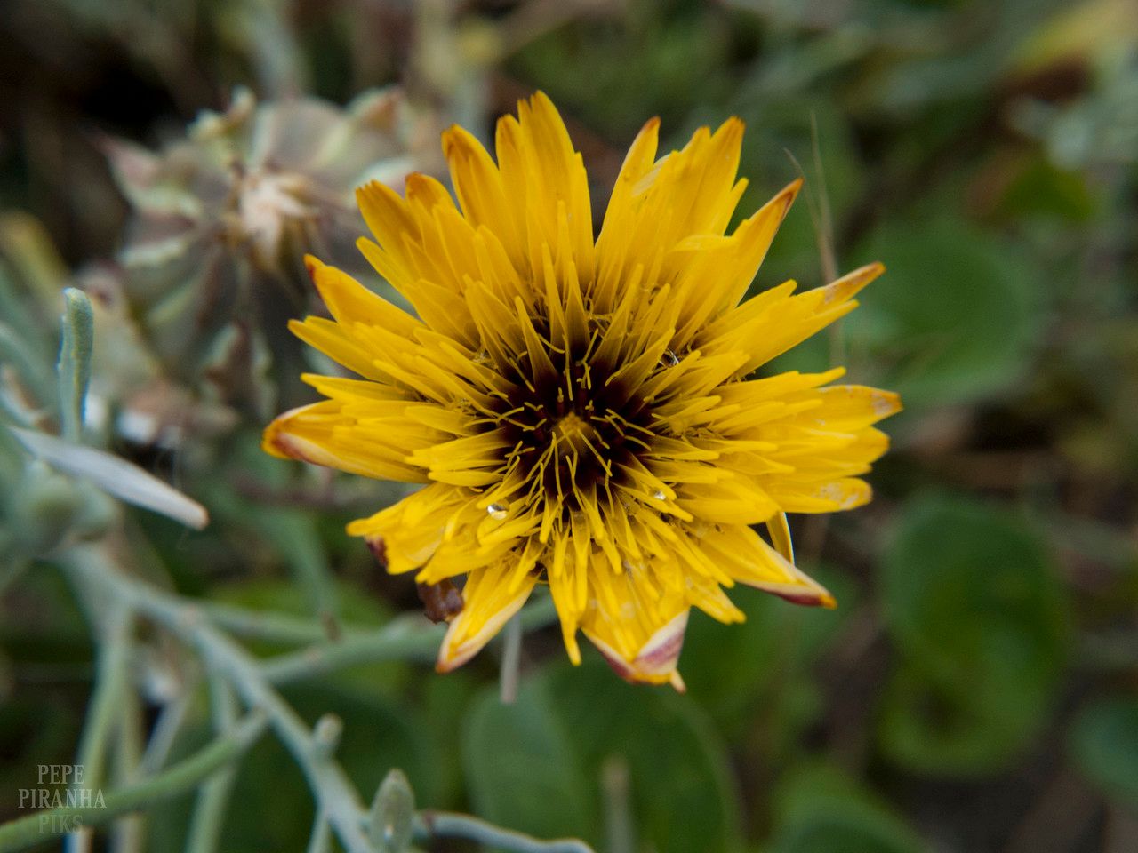 Reichardia gaditana flower