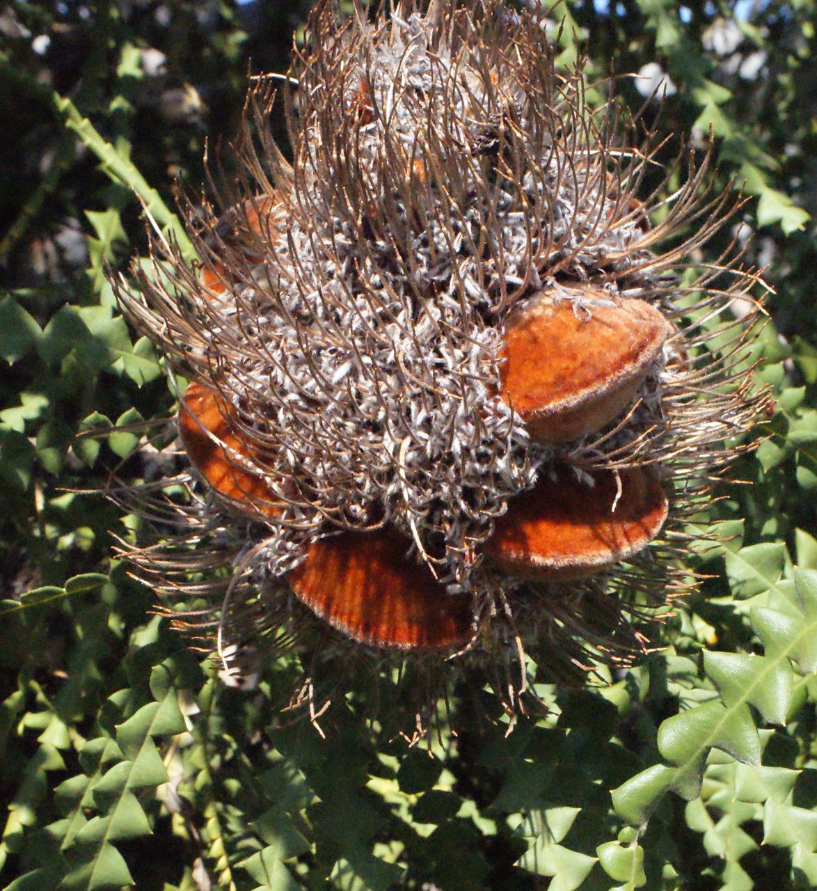 Banksia nivea fruit