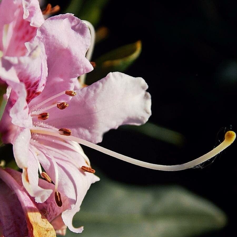 Rhododendron rubropilosum — houseplant care guide