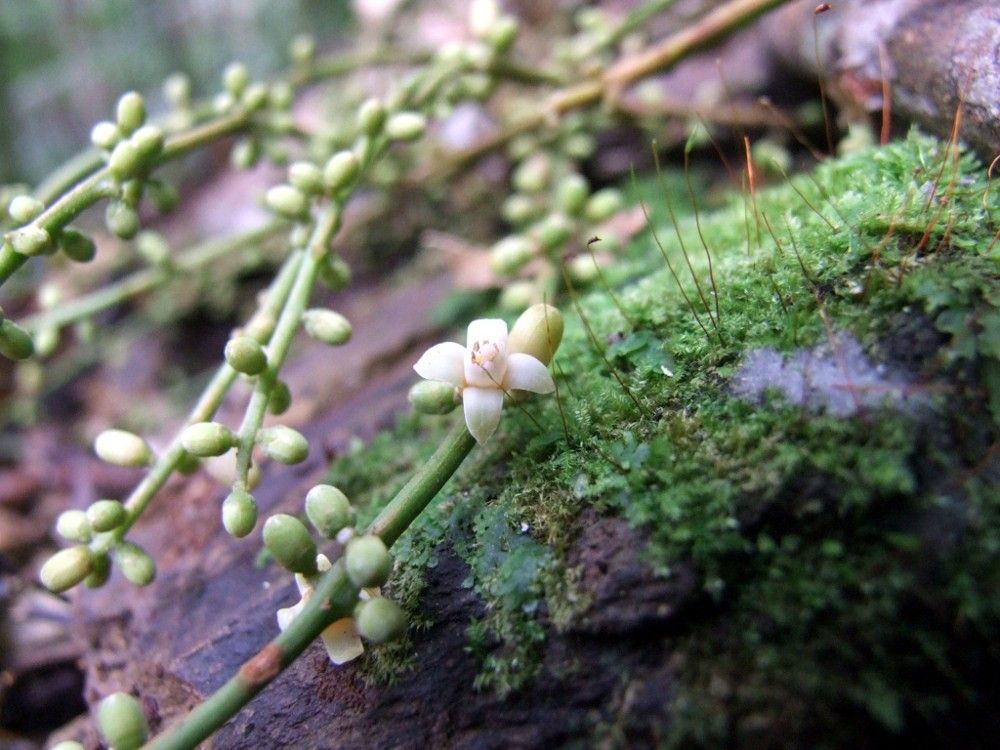 Dysoxylum macrostachyum habit