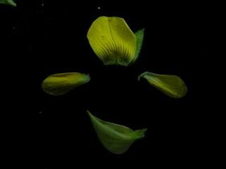 Crotalaria albida fruit