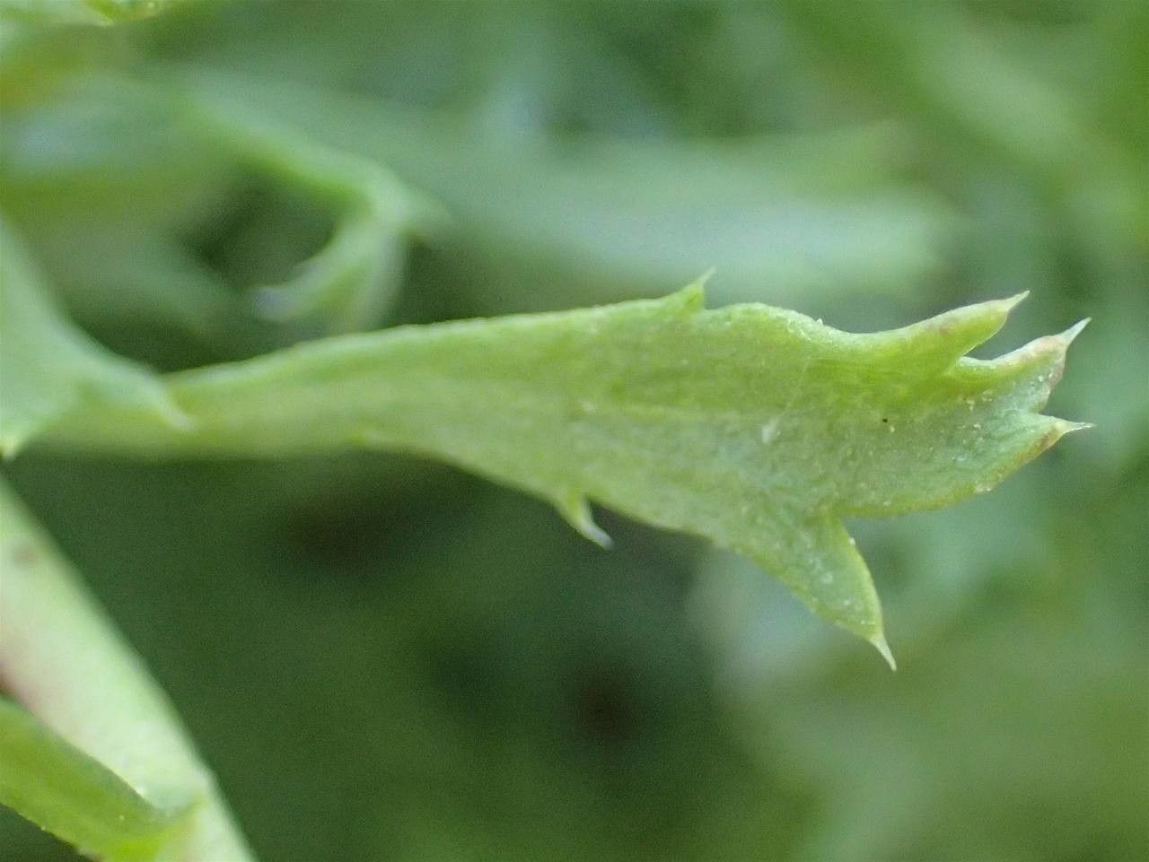 Haplopappus glutinosus bark