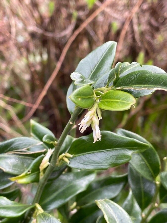 Sarcococca ruscifolia flower