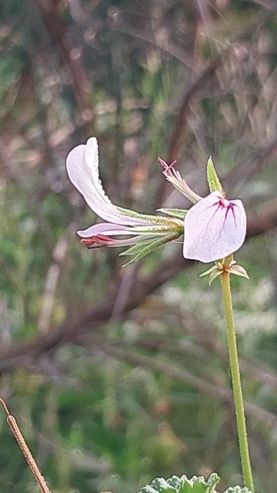 Pelargonium candicans flower