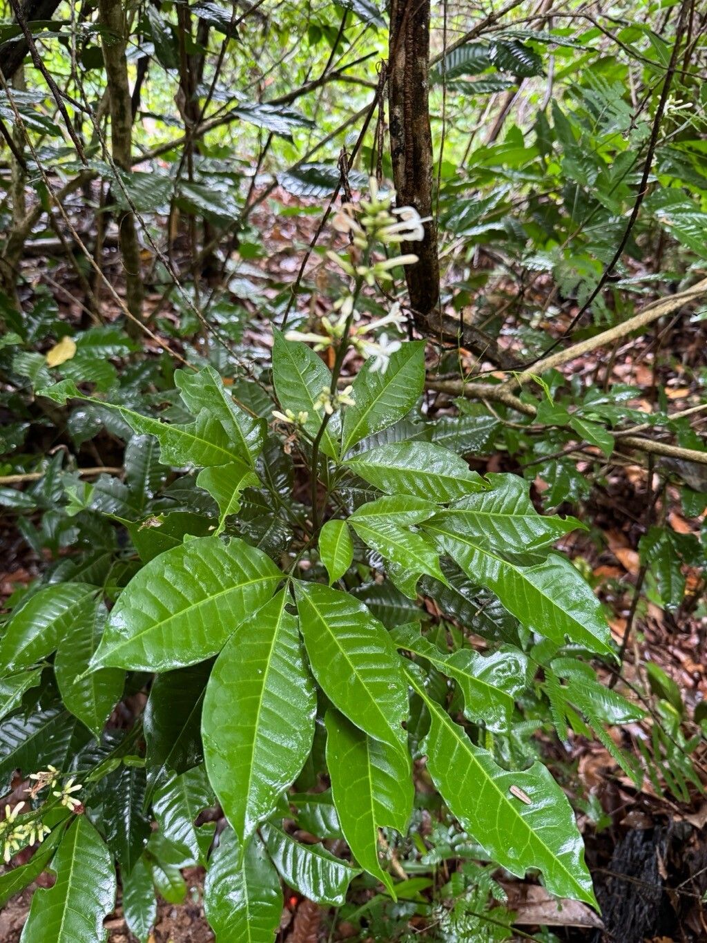 Angostura bracteata habit