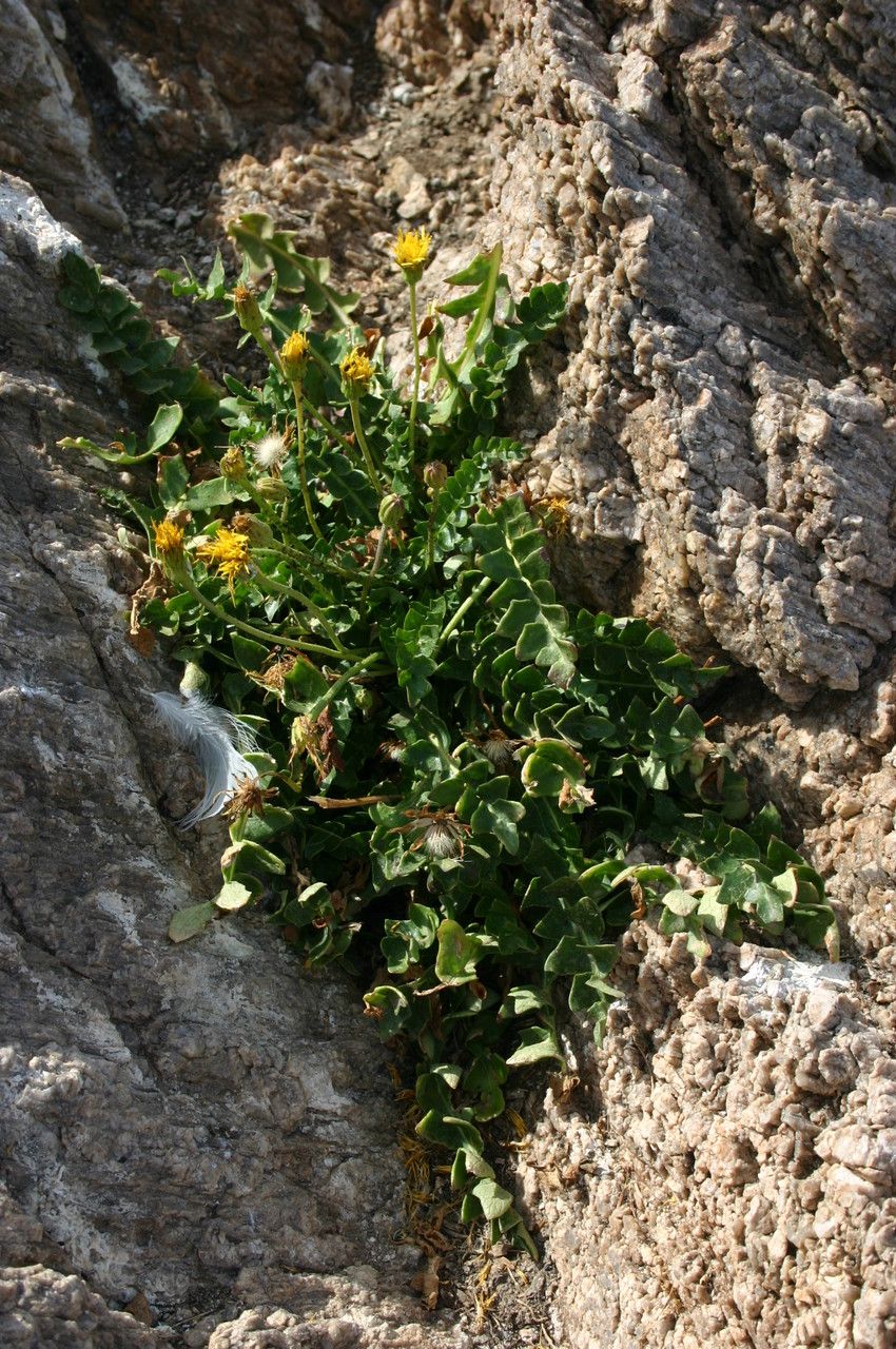 Hyoseris lucida habit