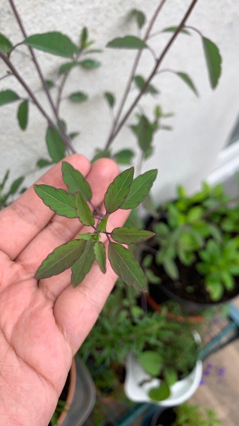 Porophyllum punctatum — related species from the same genus