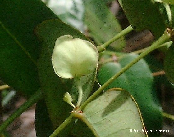 Phyllanthus pindaiensis fruit