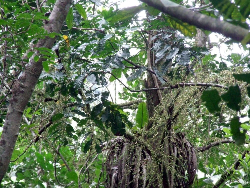 Dysoxylum macrostachyum — houseplant care guide