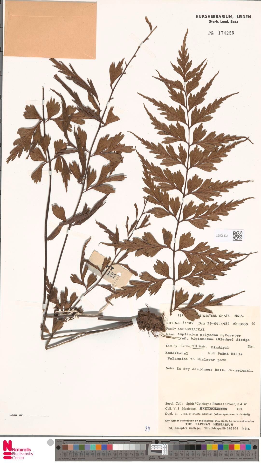 Asplenium mysorense — houseplant care guide