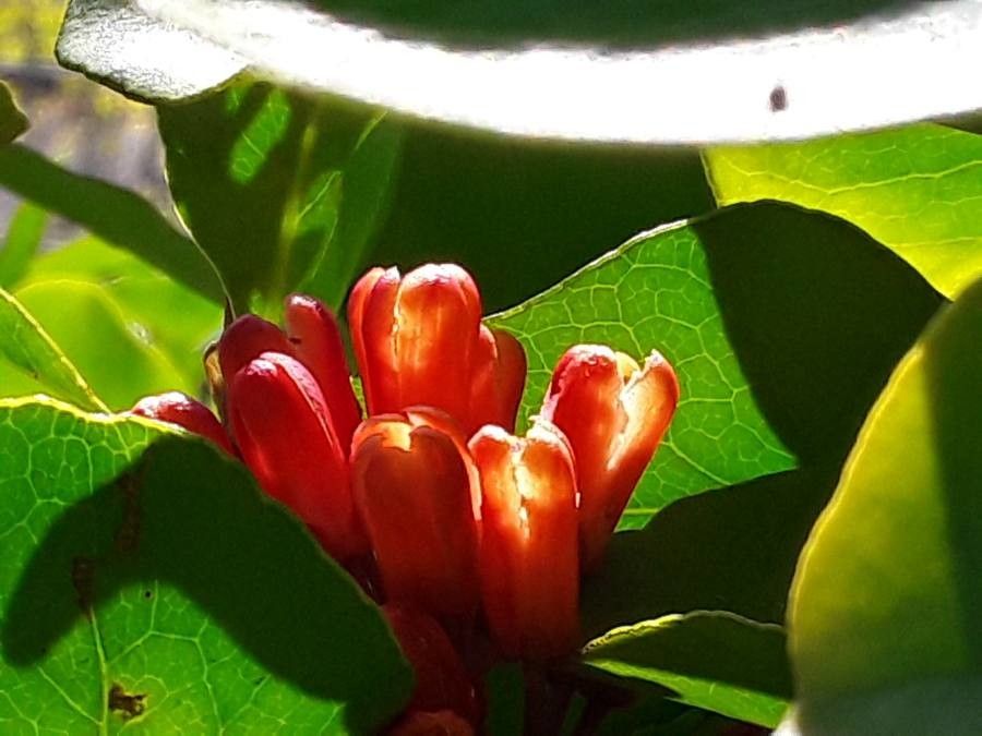 Pittosporum coccineum flower