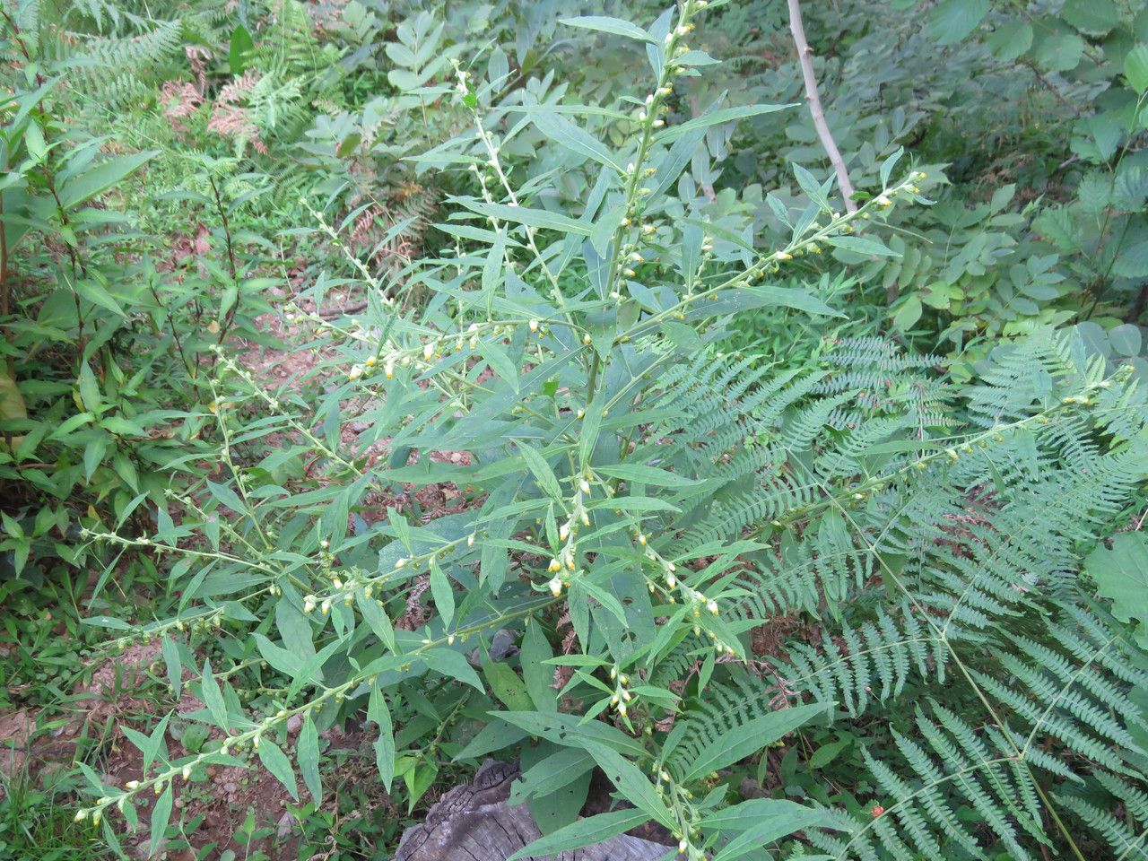 Carpesium abrotanoides flower